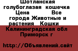 Шотланская голубоглазая  кошечка › Цена ­ 5 000 - Все города Животные и растения » Кошки   . Калининградская обл.,Приморск г.